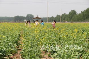即墨移風(fēng)上百畝油菜花盛開,生態(tài)旅游小鎮(zhèn)藍(lán)圖初現(xiàn)
